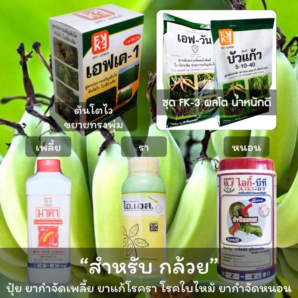 ปุ๋ยกล้วย ยาแก้กล้วยใบไหม้ ยารักษากล้วยตายพราย ปุ๋ยกล้วย ปุ๋ย ยา สำหรับกล้วย