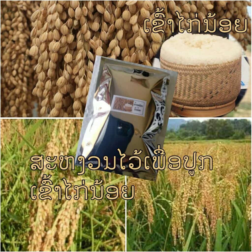 เมล็ดพันธุ์ข้าวเหนียวไก่น้อยหอมมากเหนียวนุ่มหนึบ เมล็ดพันธุ์ข้าวพื้นเมือง เมล็ดพันธุ์ข้าวหายาก…