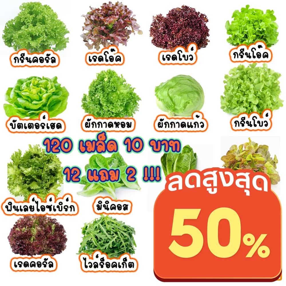 เมล็ดผักสลัด 100–300 เมล็ด พร้อมคู่มือเพาะกล้า