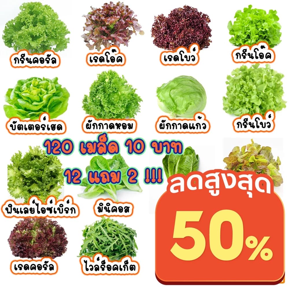 เมล็ดผักสลัด 100–300 เมล็ด พร้อมคู่มือเพาะกล้า