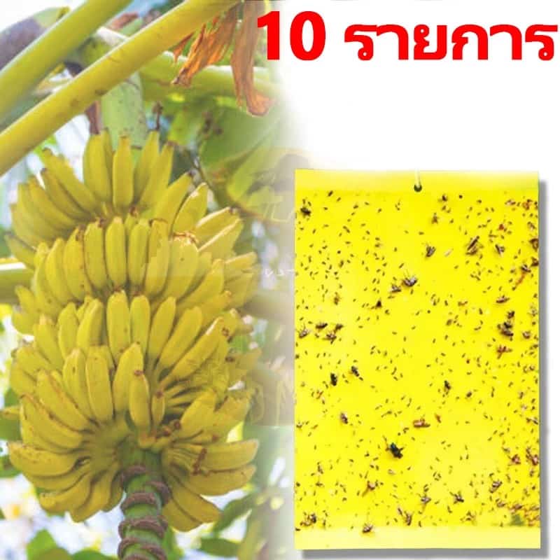 10ชิ้น กาวดักแมลงวันทอง แมลงวันที่แข็งแกร่งดักแมลงสองด้านสีเหลืองกับดักเหนียวเพลี้ยแมลงคณะกรรมการ