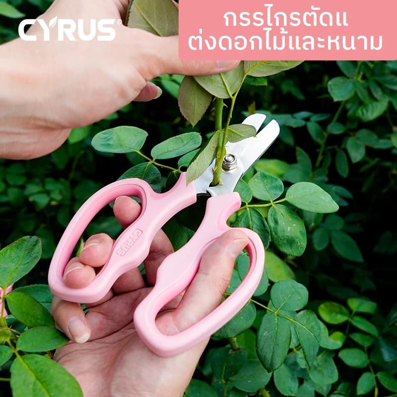 กรรไกรตัดกุหลาบ กรรไกรตัดหนาม