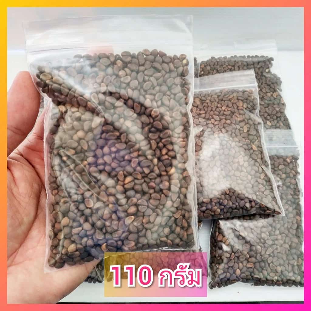 เมล็ดผักบุ้งจีน 110 กรัม ต้นอ่อนผักบุ้ง เมล็ดผักบุ้ง…