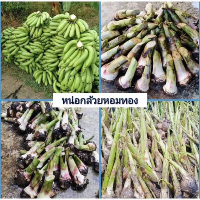 หน่อกล้วยหอมทองแท้ 100% พันธุ์เดียวกับในเซเว่นชุด 1️⃣0️⃣หน่อ 1️⃣4️⃣0️⃣ บาทลดราคาพิเศษ จัดส่ง ขุดหน่อพันธุ์ดี พันธุ์แท้