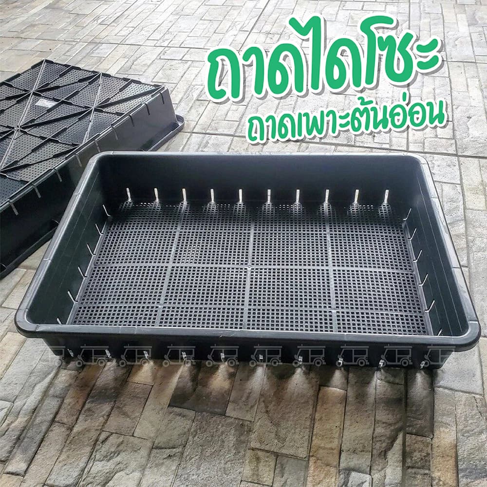 ถาดไดโซะ ถาดเพาะต้นอ่อน มีรู ไม่มีรู