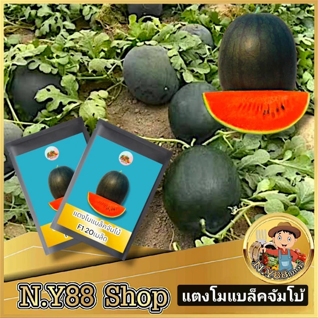 เมล็ดพันธุ์แบล็ค จัมโบ้ 20 เมล็ด หวานกรอบ