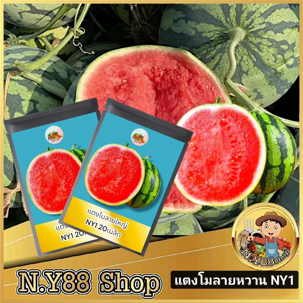 เมล็ดพันธุ์แตงโมลายใหญ่ NY1 20เมล็ด