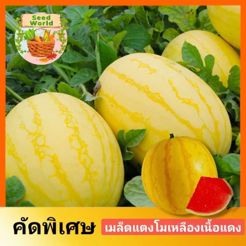 เมล็ดพันธุ์แตงโมเหลือง เนื้อแดง 10เมล็ด