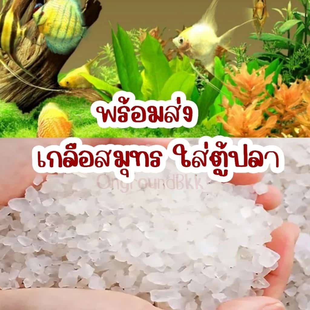 ⛵️พร้อมส่ง เกลือสมุทร เกลือใส่ตู้ปลา เกลือเกล็ด เกลือบ่อปลา เกลือธรรมชาติ100% เกลือรักษาปลา เกลือฆ่าเชื้อโรค เกลือเม็ด