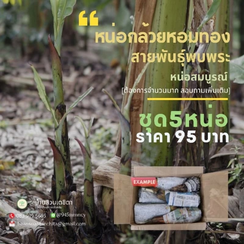 หน่อกล้วยหอมทองพันธุ์หอมปทุมแท้ ชุด5หน่อ95บาท หน่อสมบูรณ์ ขุดสด จัดส่งทุกวัน