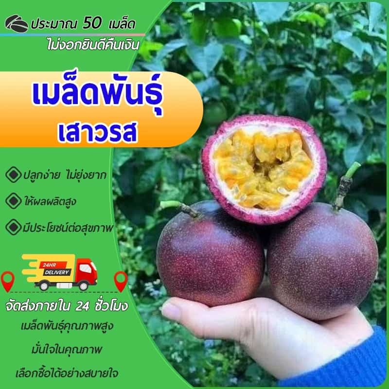 50เมล็ด เมล็ดพันธุ์เสาวรส เมล็ดเสาวรส งอกง่าย ทนร้อน ลูกดกทานอร่อย