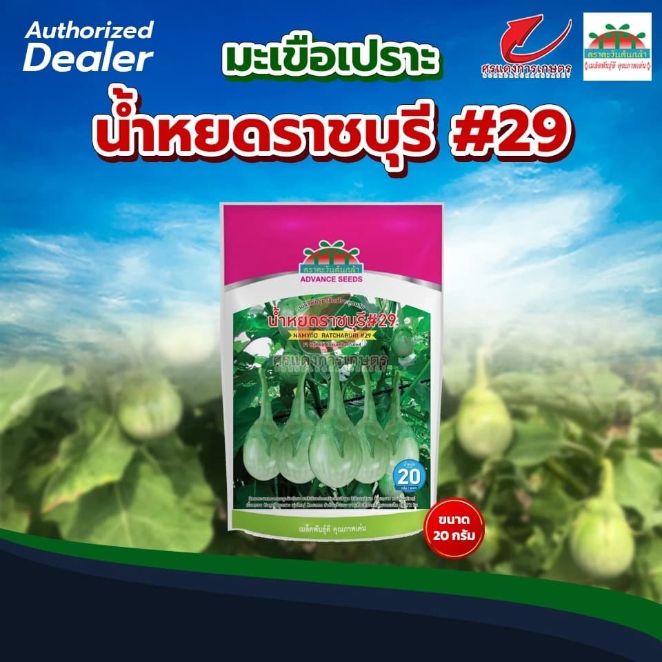 เมล็ดพันธุ์ มะเขือเปราะน้ำหยดราชบุรี#29 20g 50g