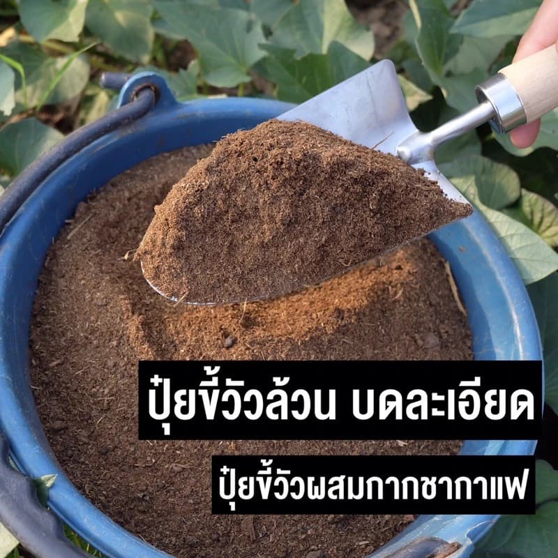 ปุ๋ยคอก ปุ๋ยขี้วัวขุนคุณภาพสูง บดละเอียดมีปุ๋ยขี้วัวล้วน และ ผสมกากชากาแฟ ถุงละ 500กรัม. ดูดซึมง่าย ใบลำต้นเขียวงาม รับสินค้ารีวิวฟรี