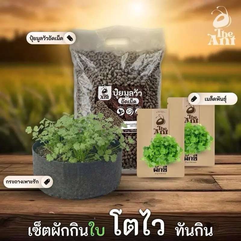 ชุดปลูกผักชี เซตผักกินใบ3 พร้อมเมล็ดพันธุ์ออร์แกนิค เมล็ดพันธุ์หายาก ปุ๋ยมูลวัวอัดเม็ด กระถางปลูกผัก