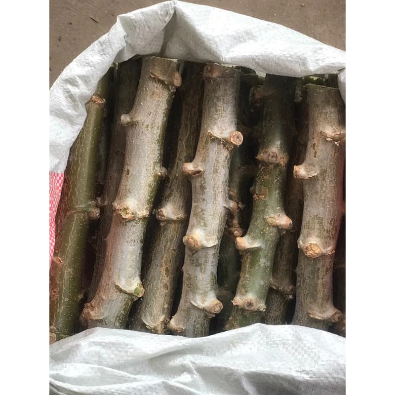 มันสำปะหลังพันธ์ุพวงเพชรจำนวน 300ท่อน แช่น้ำเร่งราก/ยากันเชื้อราและยาฆ่าเพลี้ย/แมลง