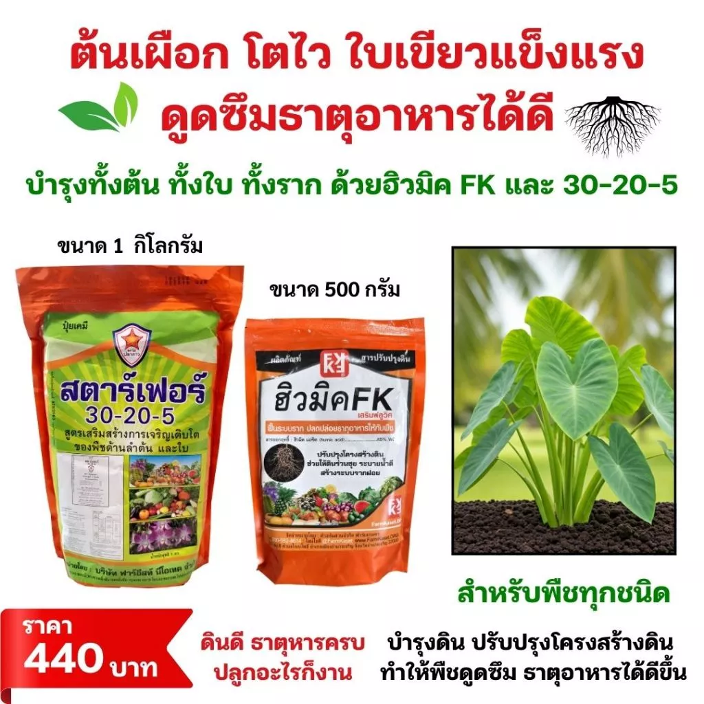 ชุดปุ๋ยเร่งโต ต้นเผือก โตไวใบเขียว บำรุงดิน พืชกินปุ๋ยได้ดี ฮิวมิค FK และปุ๋ยสตาร์เฟอร์ 30-20-5