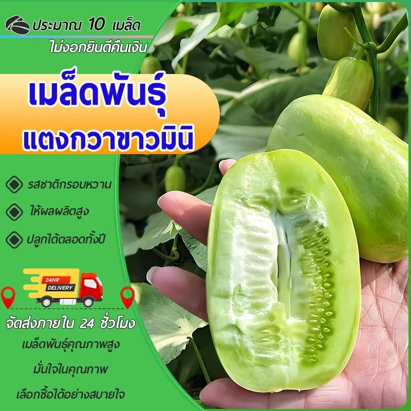10 เมล็ดเมล็ดพันธุ์แตงกวาขาวมินิเมล็ด แตงกวาขาวมินิ เมล็ดแตงกวาแคระ เมล็ดแตงกวาจิ๋วเมล็ดแตงกวา