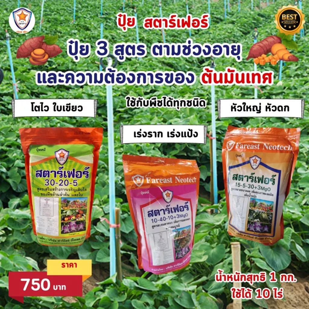 ปุ๋ย สตาร์เฟอร์ 3 สูตร พิชิตมันเทศ หัวใหญ่ ดก เพิ่มผลผลิต