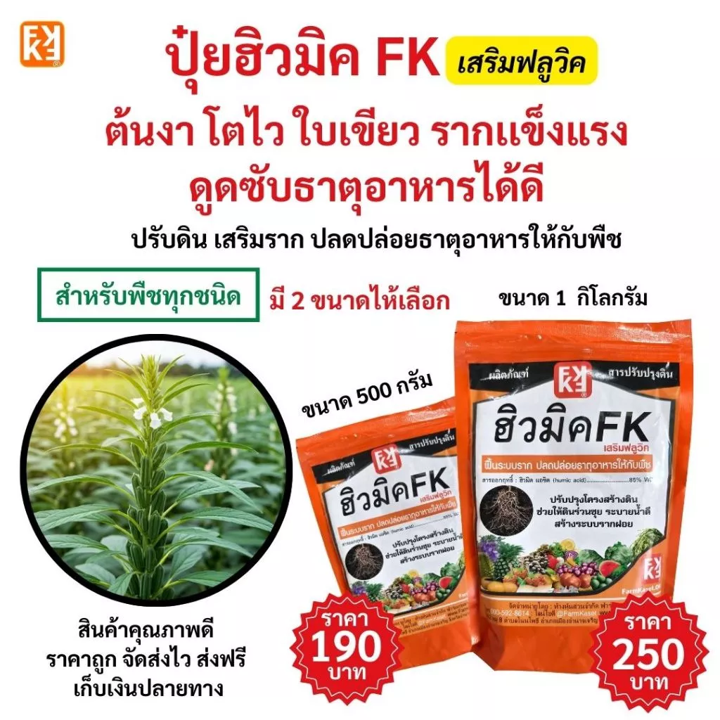 ต้นงา โตไว ใบเขียว รากเเข็งแรง ดูดซับธาตุอาหารได้ดี ด้วยปุ๋ยฮิวมิค FK เสริมฟลูวิค